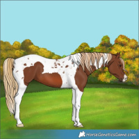 Horse Color:Chestnut Tobiano