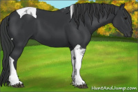 Horse Color:Black Tobiano 