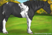 Horse Color:Black Tobiano 