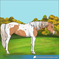 Horse Color:Chestnut Tobiano