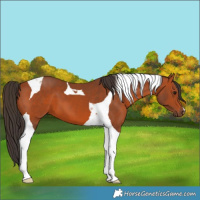 Horse Color:Bay Tobiano 