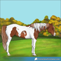 Horse Color:Chestnut Tobiano