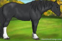 Horse Color:Black Tobiano 