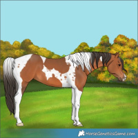 Horse Color:Bay Tobiano 