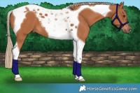 Horse Color:Chestnut Tobiano