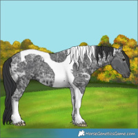 Horse Color:Black Ice Tobiano 
