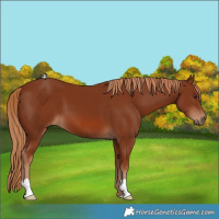 Horse Color:Chestnut 