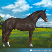 Horse Color:Liver Chestnut 