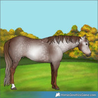 Horse Color:Gray Chestnut 