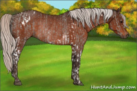Horse Color:Silver Grullo Tobiano Rabicano  and Silver Bay Rabicano 