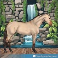 Horse Color:Bay Dun Rabicano 