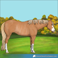 Horse Color:Chestnut Rabicano 