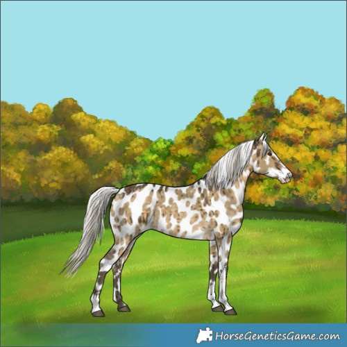 Horse Color:Silver Buckskin Dun Sabino Appaloosa Brindle 
