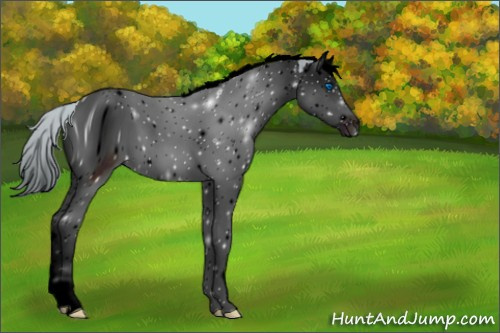 Horse Color:ERROR: UNKNOWN ANOMALY