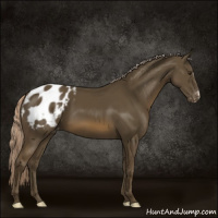 Horse Color:Chocolate Palomino Appaloosa 