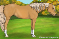 Horse Color:Palomino 