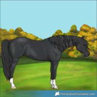 Horse Color:Black 