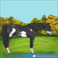 Horse Color:Black Frame 