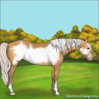 Horse Color:Silver Buckskin Frame 