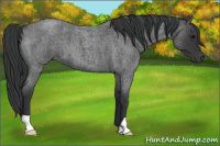Horse Color:Blue Roan 