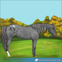 Horse Color:Black Appaloosa 