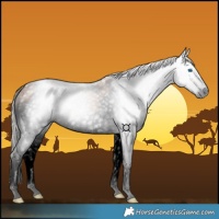 Horse Color:Gray Void Silver Bay Splash Tobiano 