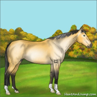 Horse Color:Gray Buckskin 