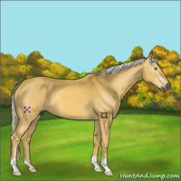 Horse Color:Gray Palomino