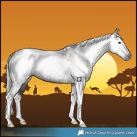 Horse Color:Gray Silver Black Tobiano 