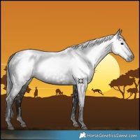 Horse Color:Gray Void Black