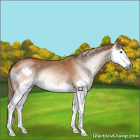 Horse Color:Gray Chestnut Splash 