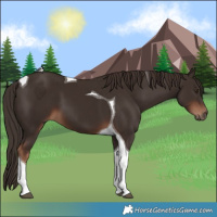 Horse Color:Liver Chestnut Tobiano 