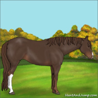 Horse Color:Liver Chestnut 