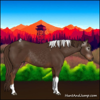 Horse Color:Gray Chestnut Tobiano Rabicano 