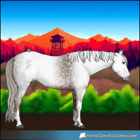 Horse Color:Gray Chestnut Tobiano Rabicano