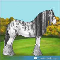 Horse Color:Black Sabino Appaloosa