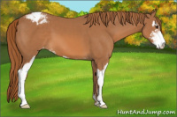 Horse Color:Chestnut Sabino Appaloosa