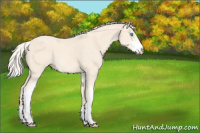 Horse Color:Cremello Sabino