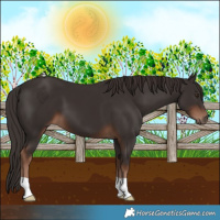 Horse Color:Liver Chestnut 