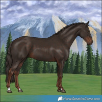 Horse Color:Liver Chestnut 