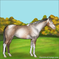 Horse Color:Gray Amber Champagne Tobiano 