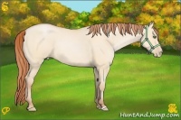 Horse Color:Buckskin Pearl Dun Frame Rabicano