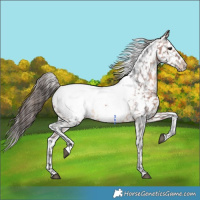 Horse Color:Brown Appaloosa