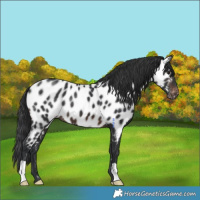 Horse Color:Brown Appaloosa 