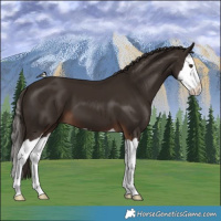 Horse Color:Liver Chestnut Splash 