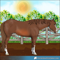 Horse Color:Chestnut 