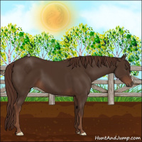 Horse Color:Liver Chestnut 