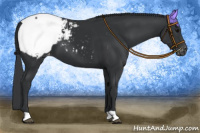 Horse Color:Black Snowcap 