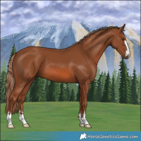 Horse Color:Chestnut 