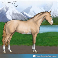 Horse Color:Chestnut Pearl Rabicano 
